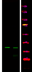 Rabbit Polyclonal Antibody to Connexin 43 (Phospho-Ser279)