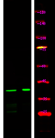 Rabbit Polyclonal Antibody to Connexin 43 (Phospho-Ser282)
