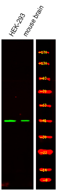 Rabbit Polyclonal Antibody to Ataxin-3 (Phospho-Ser256)