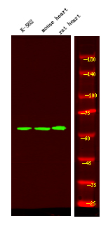 Rabbit Polyclonal Antibody to BAG3 (Phospho-Tyr457)