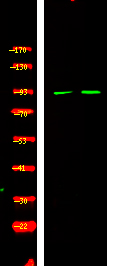 Rabbit Polyclonal Antibody to Bcl-6 (Phospho-Ser343)