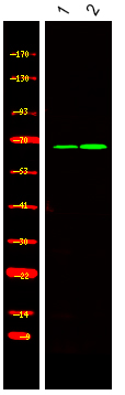 Rabbit Polyclonal Antibody to BORA (Phospho-Ser497)