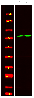 Rabbit Polyclonal Antibody to Calpain 2 (Phospho-Ser50)