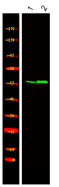 Rabbit Polyclonal Antibody to CEP55 (Phospho-Ser425)