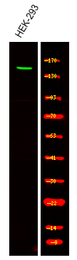 Rabbit Polyclonal Antibody to Claspin (Phospho-Ser30)