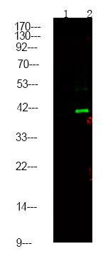 Rabbit Polyclonal Antibody to CtBP1/2 (Phospho-Ser158/164)