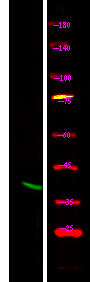 Rabbit Polyclonal Antibody to Connexin 43 (Phospho-Ser373)