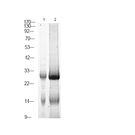 Rabbit Polyclonal Antibody to LAB (Phospho-Tyr136)