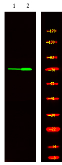 Rabbit Polyclonal Antibody to MKP-7 (Phospho-Ser446)