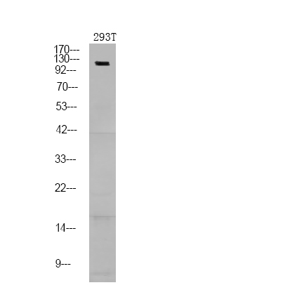 Rabbit Polyclonal Antibody to NFAT2 (Phospho-Ser172)