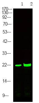 Rabbit Polyclonal Antibody to p21 Cip1 (Phospho-Ser129)
