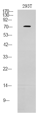 Rabbit Polyclonal Antibody to p73 (Phospho-Thr86)