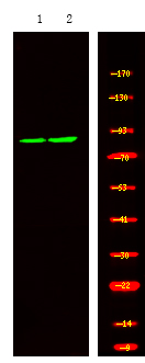 Rabbit Polyclonal Antibody to PDE4D (Phospho-Ser578)