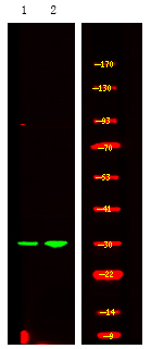 Rabbit Polyclonal Antibody to PDX1 (Phospho-Ser61)