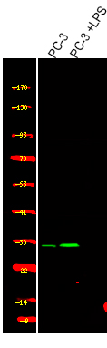 Rabbit Polyclonal Antibody to PDX1 (Phospho-Ser66)