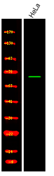 Rabbit Polyclonal Antibody to Shc3 (Phospho-Tyr424)