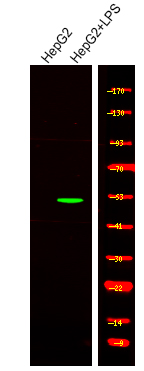 Rabbit Polyclonal Antibody to Smad1/5/9 (Phospho-Ser463+Ser465)