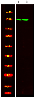 Rabbit Polyclonal Antibody to SREBP-2 (Phospho-Ser455)