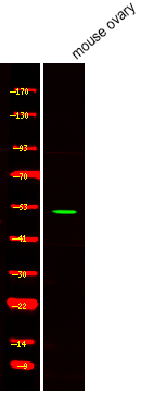 Rabbit Polyclonal Antibody to STF-1 (Phospho-Ser203)
