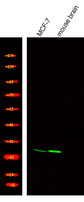 Rabbit Polyclonal Antibody to TPPP (Phospho-Ser18)