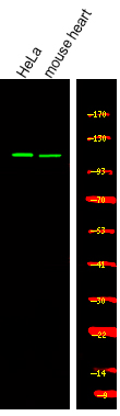 Rabbit Polyclonal Antibody to USP28 (Phospho-Ser67)