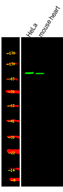 Rabbit Polyclonal Antibody to USP28 (Phospho-Ser714)