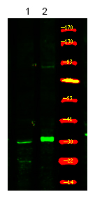 Rabbit Polyclonal Antibody to XPA (Phospho-Ser196)