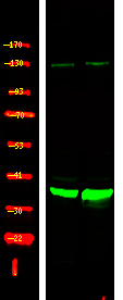 Rabbit Polyclonal Antibody to XRCC4 (Phospho-Ser260)
