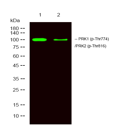 Rabbit Polyclonal Antibody to PRK1/2 (Phospho-Thr774/816)