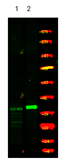 Rabbit Polyclonal Antibody to CDK5 (Phospho-Ser159)