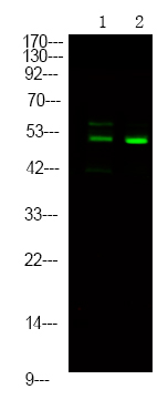 Rabbit Polyclonal Antibody to p56 Dok-2 (Phospho-Tyr139)