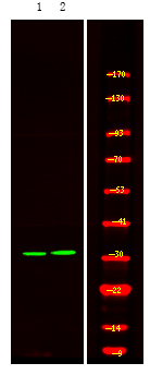Rabbit Polyclonal Antibody to HNRPA(Phospho-Ser84)