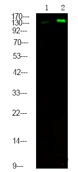 Rabbit Polyclonal Antibody to MET (Phospho-Tyr1365)
