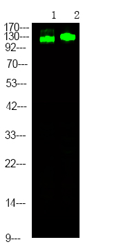 Rabbit Polyclonal Antibody to RBL2 (Phospho-Thr642)