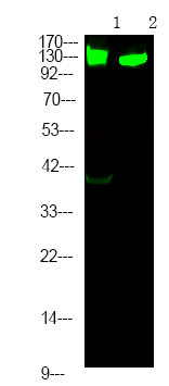 Rabbit Polyclonal Antibody to RBL2 (Phospho-Ser639)