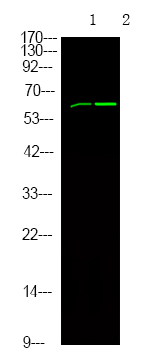 Rabbit Polyclonal Antibody to SHC1 (Phospho-Tyr349+Tyr350)