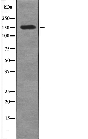 Rabbit Polyclonal Antibody to CD45 (Phospho-Tyr1216)
