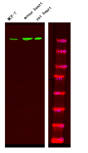 Rabbit Polyclonal Antibody to HER4 (Phospho-Tyr1242)
