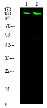 Rabbit Polyclonal Antibody to MYPT1/2 (Phospho-Ser668/Ser618)