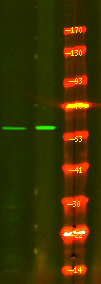 Rabbit Polyclonal Antibody to CD19 (Phospho-Tyr500)