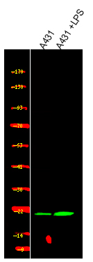 Rabbit Polyclonal Antibody to HP1-β (Phospho-Thr51)