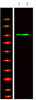 Rabbit Polyclonal Antibody to HSP105 (Phospho-Ser809)
