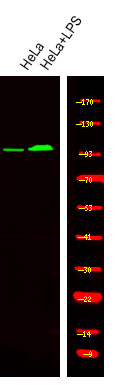 Rabbit Polyclonal Antibody to INCENP (Phospho-Thr59)