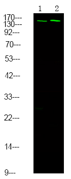 Rabbit Polyclonal Antibody to NCoA3 (Phospho-Ser857)