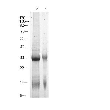 Rabbit Polyclonal Antibody to NPM (Phospho-Ser70)