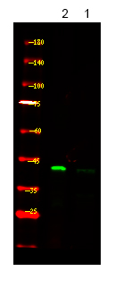 Rabbit Polyclonal Antibody to PDHA1/2 (Phospho-Ser293/291)