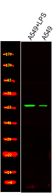 Rabbit Polyclonal Antibody to PTRF (Phospho-Tyr156)