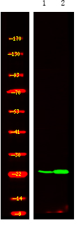 Rabbit Polyclonal Antibody to R-Ras (Phospho-Tyr66)