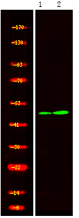 Rabbit Polyclonal Antibody to STYK1/NOK (Phospho-Tyr327)