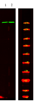 Rabbit Polyclonal Antibody to TOPBP1 (Phospho-Ser1159)
